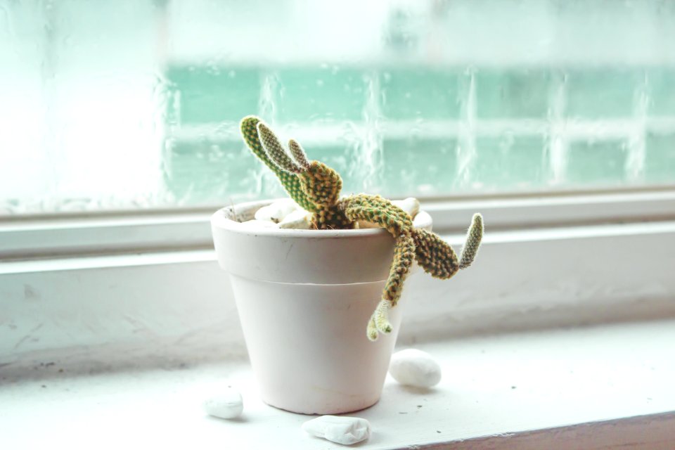 Shallow Focus Of Green Cactus Plant