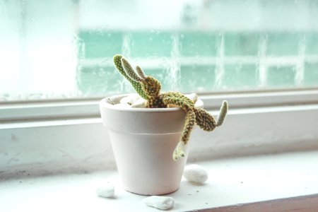 Shallow Focus Of Green Cactus Plant photo