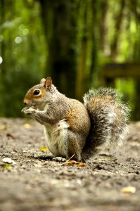 Selective Focus Photography Of Squirrel photo