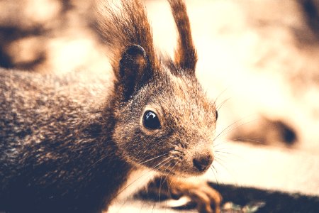 Closeup Photography Of Rodent