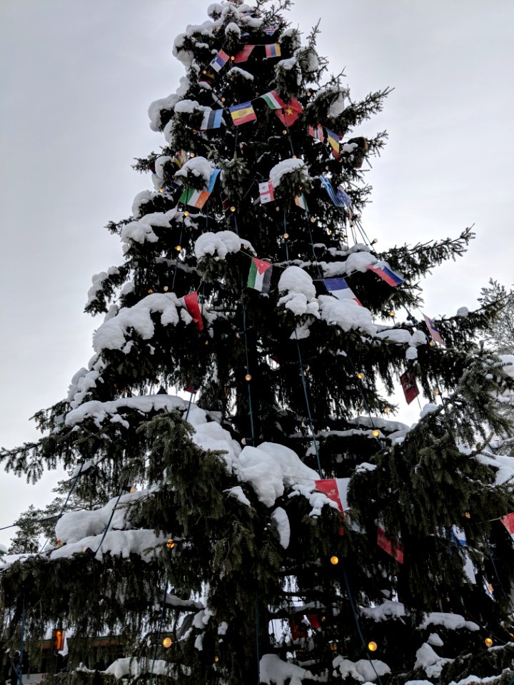 Winter Tree Snow Christmas Tree