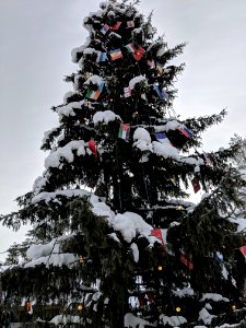 Winter Tree Snow Christmas Tree photo