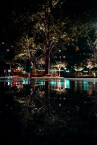 Photo Of Green Leafed Trees Near Body Of Water During Night