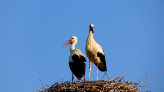 White Stork Bird Stork Ciconiiformes photo