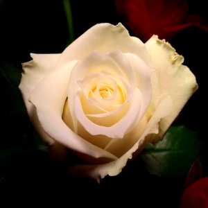 Flower Rose Rose Family White photo