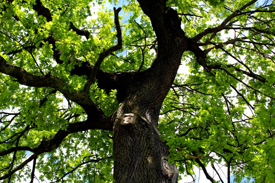 Tree Branch Woody Plant Plant