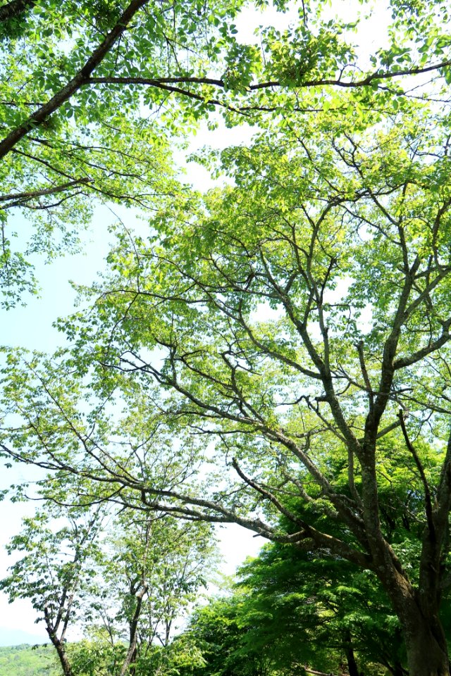 Tree Branch Vegetation Ecosystem