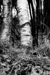 Tree Black And White Woody Plant Monochrome Photography photo