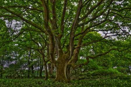 Tree Vegetation Ecosystem Woody Plant photo