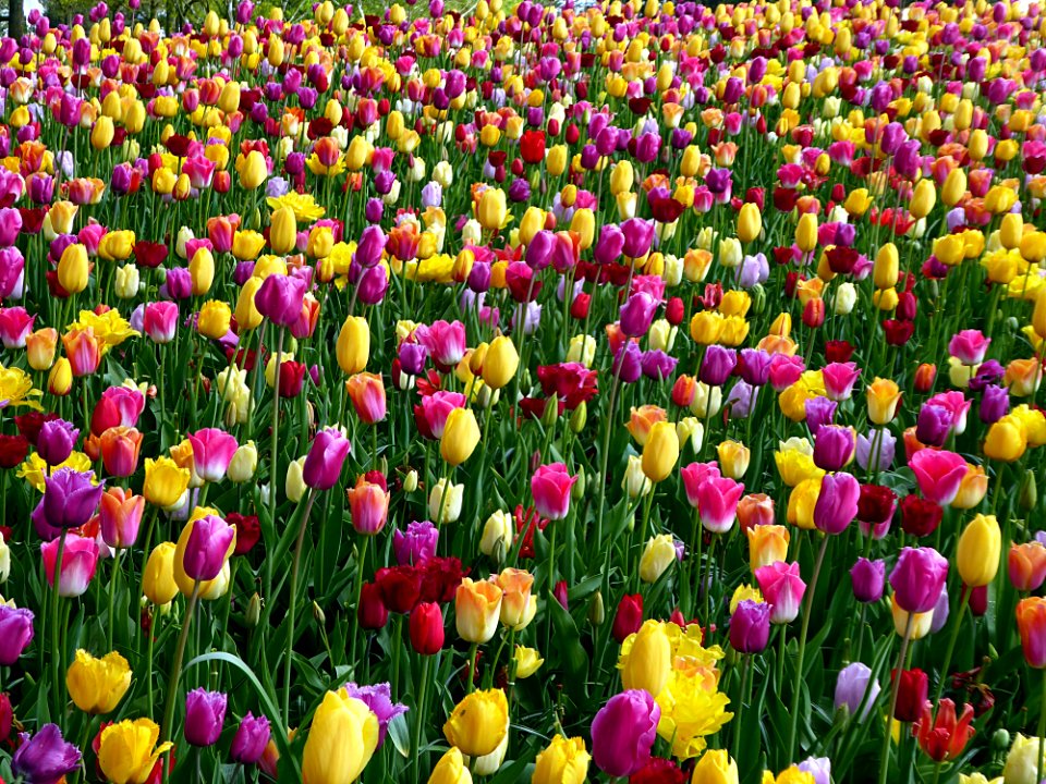 Flower Plant Flowering Plant Tulip