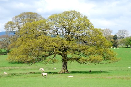 Tree Woody Plant Grassland Ecosystem