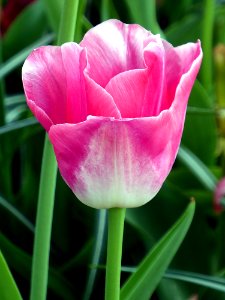 Flower Tulip Plant Flowering Plant photo