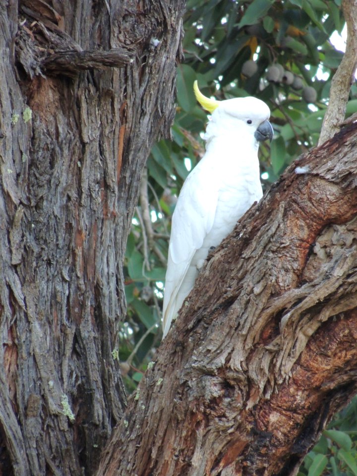 Bird Fauna Parrot Beak