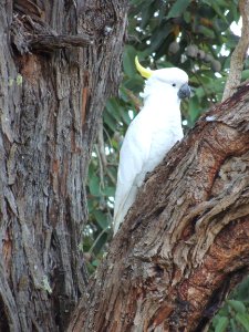 Bird Fauna Parrot Beak