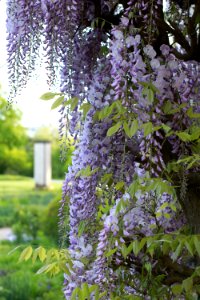 Flower Plant Flora Spring photo