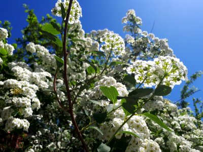 Plant Spring Viburnum Nannyberry