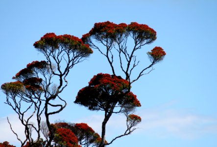 Sky Tree Flora Plant photo