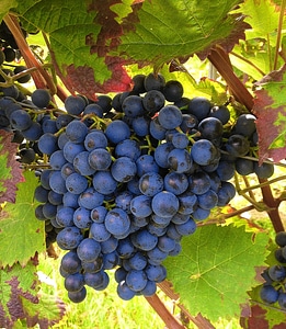 Vines wine leaf winery