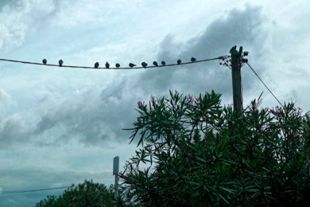 Sky Cloud Tree Branch