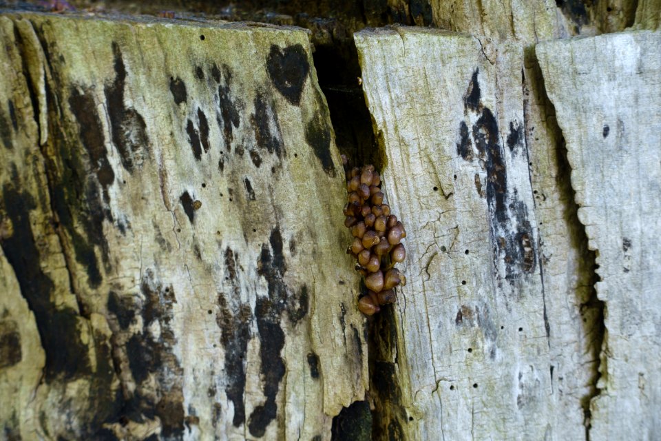 Wood Wall Texture Formation