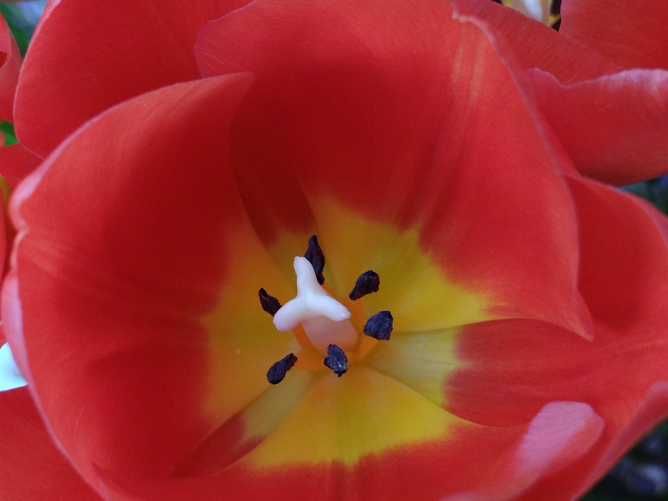 Red flower nature