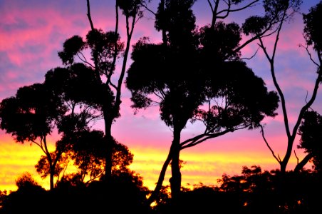 Sky Nature Tree Woody Plant photo