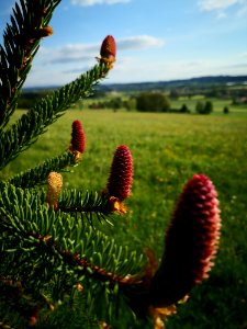 Ecosystem Vegetation Tree Flora photo