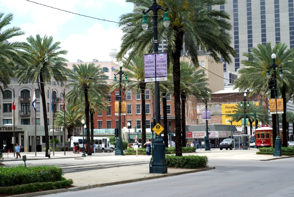 City Tree Palm Tree Mixed Use
