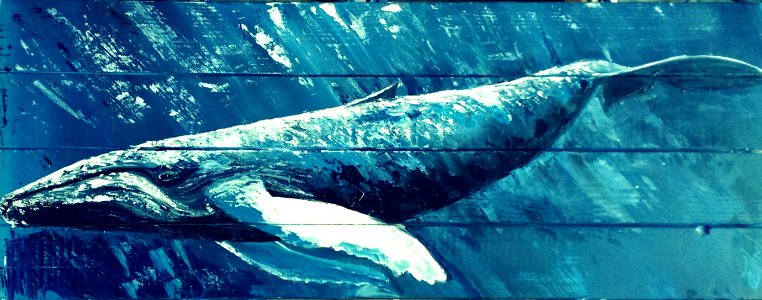 Mammal Water Marine Biology Marine Mammal