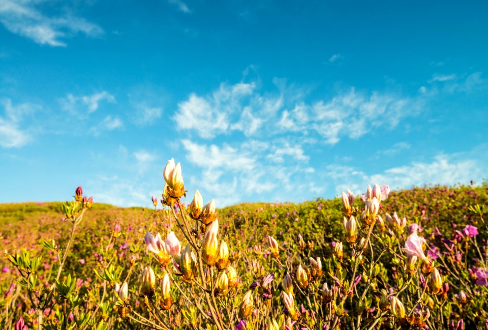 Sky Grassland Ecosystem Wildflower
