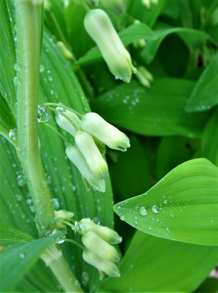 Flower Plant Water Grass