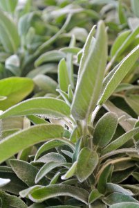 Plant Leaf Flora Herb