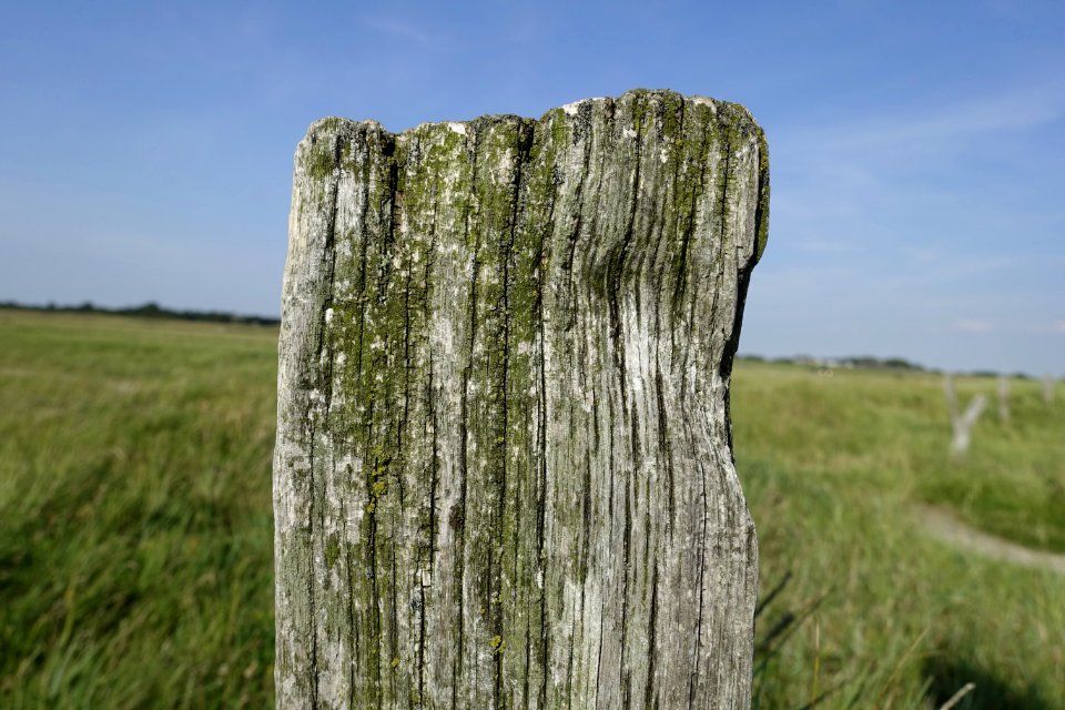 Tree Nature Reserve Grass Trunk