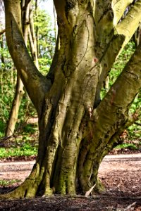 Tree Woody Plant Plant Trunk