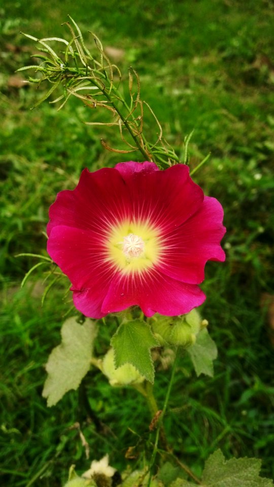 Flower Plant Flowering Plant Petal