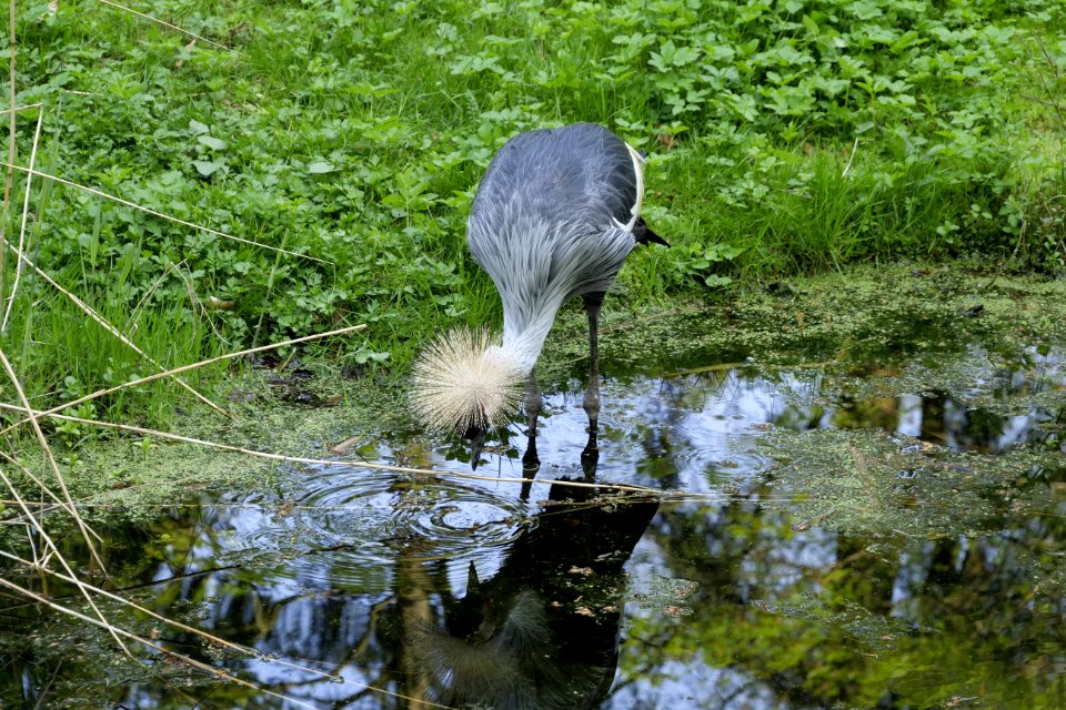 Water Bird Reflection Nature Reserve