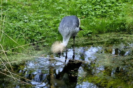 Water Bird Reflection Nature Reserve photo