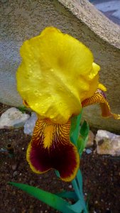 Flower Yellow Plant Flowering Plant