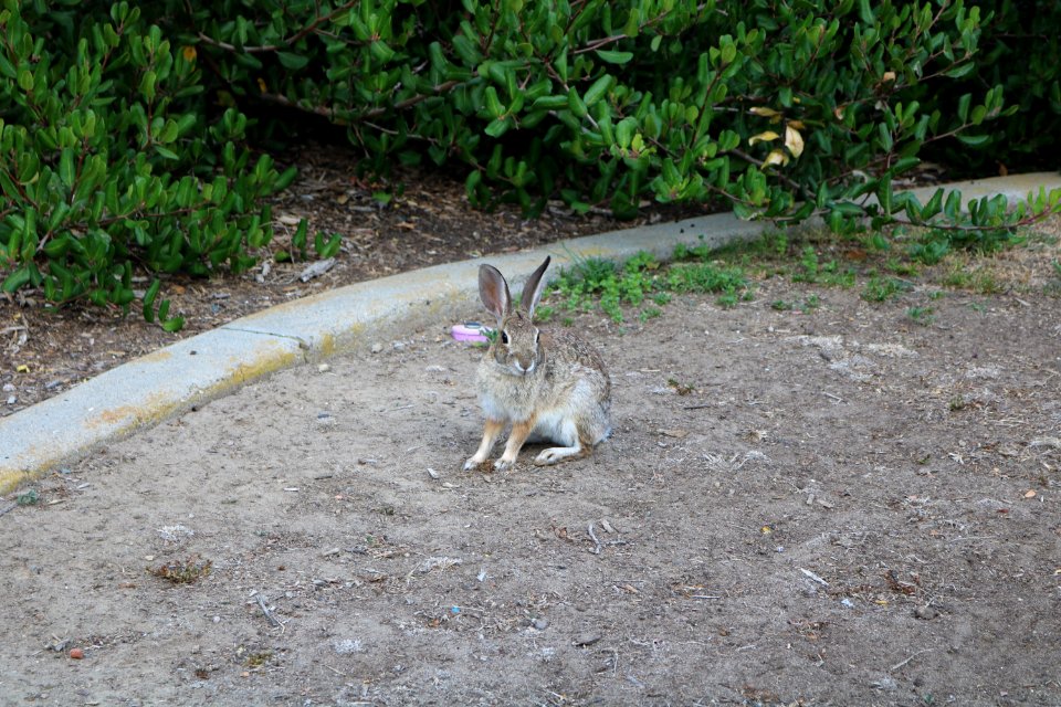 Fauna Mammal Wildlife Wallaby