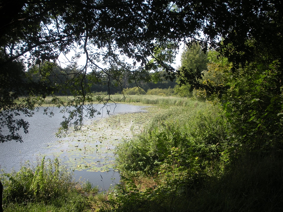 Landscape nature vegetation