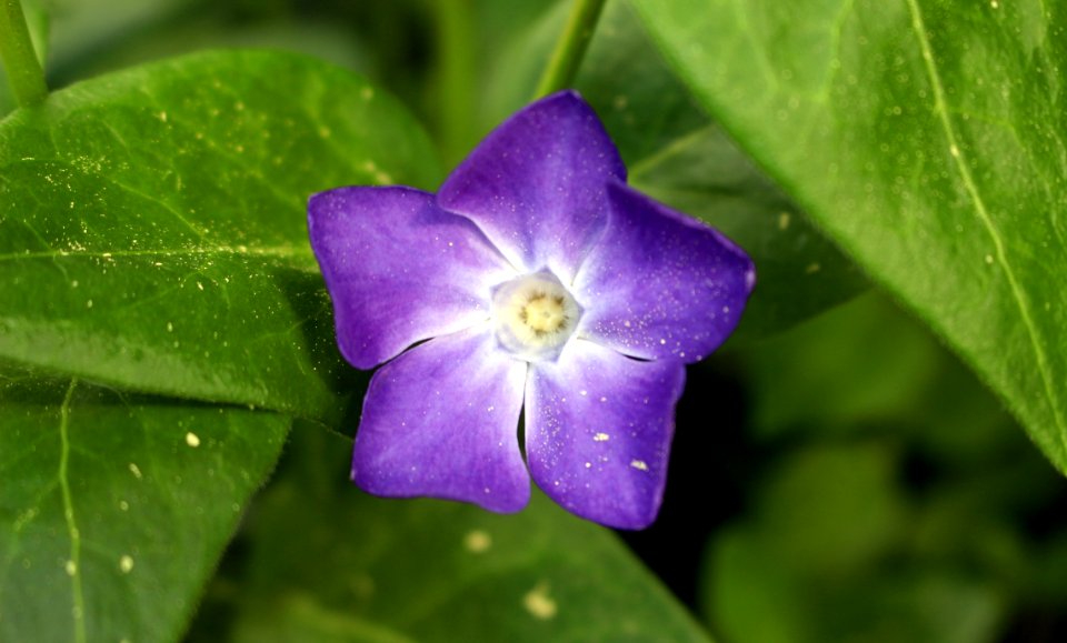 Flora Flower Wildflower Plant