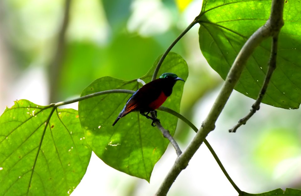 Insect Leaf Ecosystem Fauna