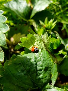 Insect Leaf Invertebrate Organism photo