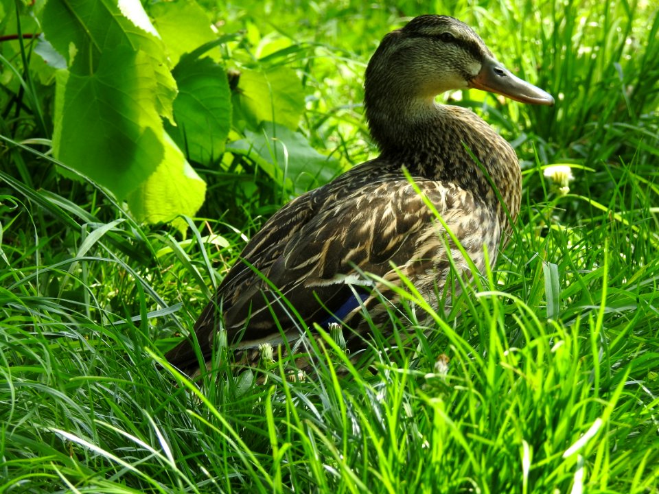 Bird Duck Fauna Ecosystem