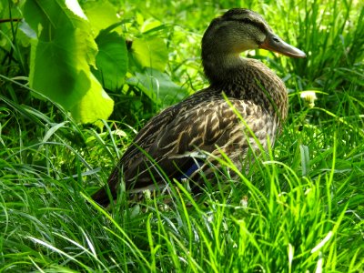 Bird Duck Fauna Ecosystem photo
