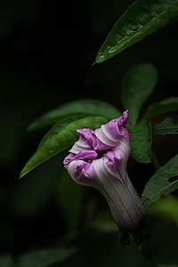 Floral plant natural