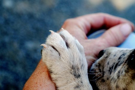 Mammal Fauna Nose Snout