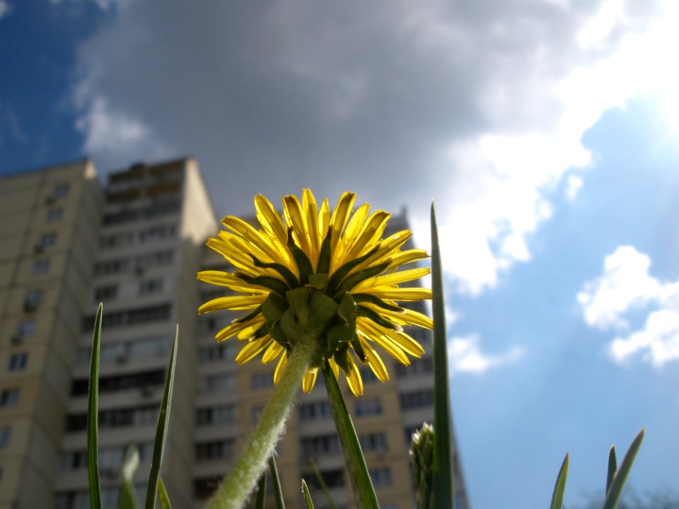 Sky Flower Yellow Flora