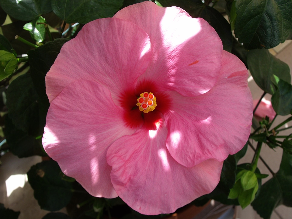 Pink flower flower petals