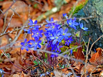 Flower Plant Flora Wildflower